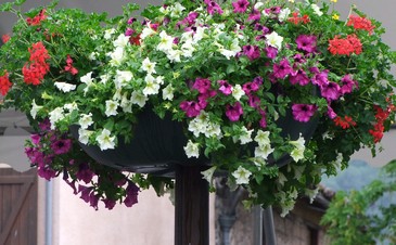 Potofloral 2